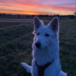 World of Happiness Joy - @joy_white_swiss_shepherd - Instagram