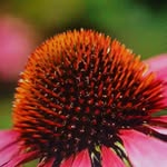 Joy Whittaker - @joywhittaker75 - Instagram