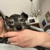 Brittany’s _TLC_DogGrooming - @joyeworley - TikTok