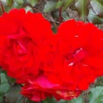 Joy Worrell - Facebook