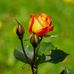 Joy Yang - Facebook