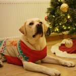 Joy - @joy_yellow_lab - Instagram