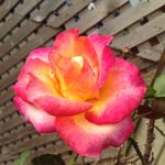 Amy Joy Yoder - @x_joy_of_art_x - Instagram