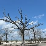 Joyce Adair Barrett - @joycebarrett2 - Instagram