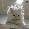Joyce.angell - @joyce.angell - TikTok