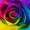 Joyce Badger949 - @joycebadger949 - TikTok