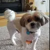 joycebadger10 - @joycebadger10 - TikTok