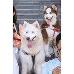 Joycé, Bailey and Jager - @partofhuskies - Instagram