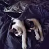 joycebates3 - @joycebates3 - TikTok