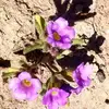 joyful - @joycebates35 - TikTok