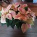 Joyce Bickford - Facebook