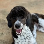 Joyce Bilodeau - @flintriverpoodles - Instagram