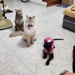 Joyce Tan - @boderlessjoyce - Instagram