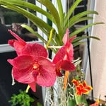 Joyce Buis - @joyce.buis.90 - Instagram