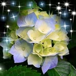 Joyce Bynum - Facebook
