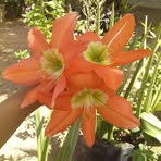 Joyce Cabral - Facebook