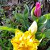 Joyce Callender Throm - Facebook