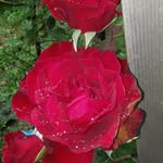 Joyce Capers - @shed_of_joy - Instagram