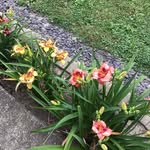 Joyce Clapp - @joyca48 - Instagram