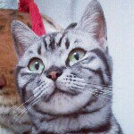 love cat🐱 - @joycecloud - Instagram
