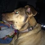 Joyce Coker - @coker8479 - Instagram