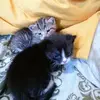 Joyce Combs - @joyce.combs6 - TikTok