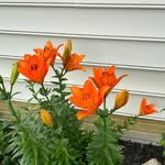 Joyce Combs - @joyce_combs54 - Instagram