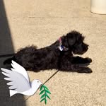 Joyce Compton Williams - @joycethevoiceretired - Instagram