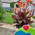 Joyce Conlon - Facebook