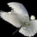 Joyce Cope - Facebook