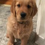 Joyce Corbin - @babybluejo - Instagram