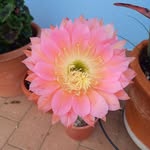Giovanna Simonetti - @joyce_corner_books - Instagram