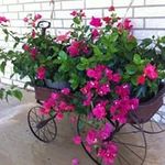 Joyce Cornelius - @jdcornelius53 - Instagram