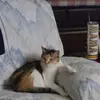joycecorum2 - @joyce.corum - TikTok
