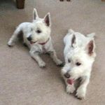 Joyce Cotter - @cotter8253 - Instagram