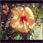 William Pingree - @joycedamronqoh - Instagram
