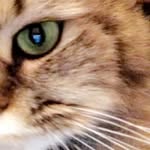 JOYCE_DARCY - @la_vie_de_meschats - Instagram