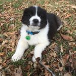 Joyce Deaton - @cookie_with_coco - Instagram