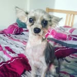 Fino Maus - @joycediemaus - Instagram