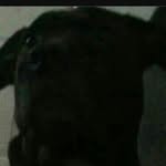 Joyce Dowd - @diesalpup246 - Instagram