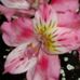 Joyce Dumont - Facebook