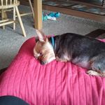 Joyce Dungan - @joyce.dungan.75 - Instagram