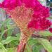 Joyce Espinosa - Facebook