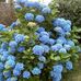 Joyce Everett - Facebook