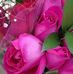 Joyce Everett - Facebook