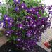 Joyce Falcon - Facebook