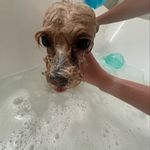 Sweetches Sarge George Joyce Fares - @milliemaefares - Instagram