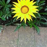Joyce Fellows - @joyce.fellows.58 - Instagram