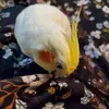 Joyce Feng - @joyce.feng - TikTok