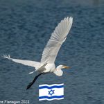 Joyce Flanagan - @joyceflanaganbirder - Instagram